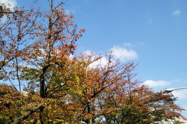 ฤดูใบไม้ร่วงของดอกซากุระที่ทางออก Komagome North