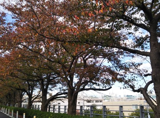 田園調布三丁目　桜並木