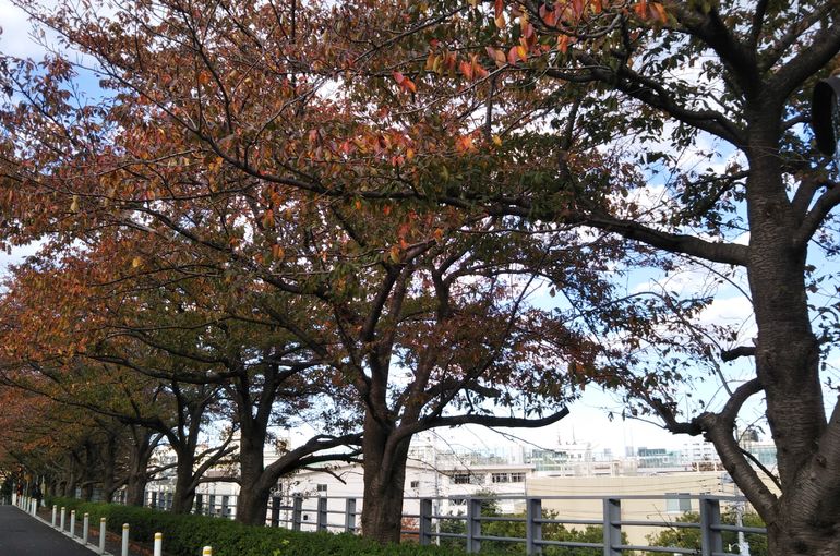 덴엔 쵸후 산 쵸메 벚꽃길