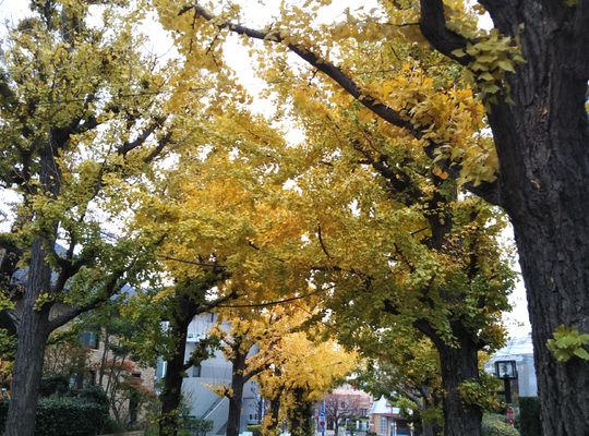 銀杏並木　田園調布三丁目