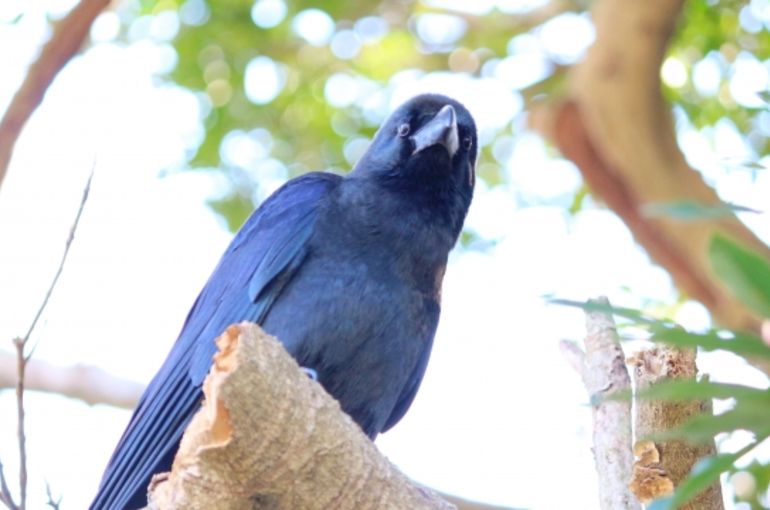Crow