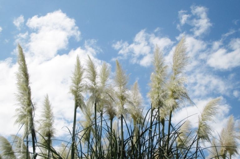 Reed
