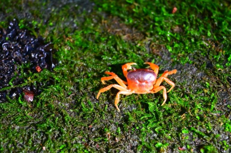 crab