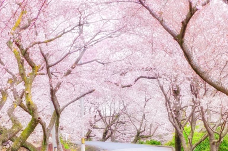 櫻花