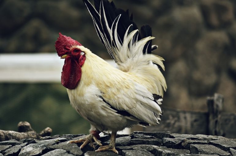 ไก่