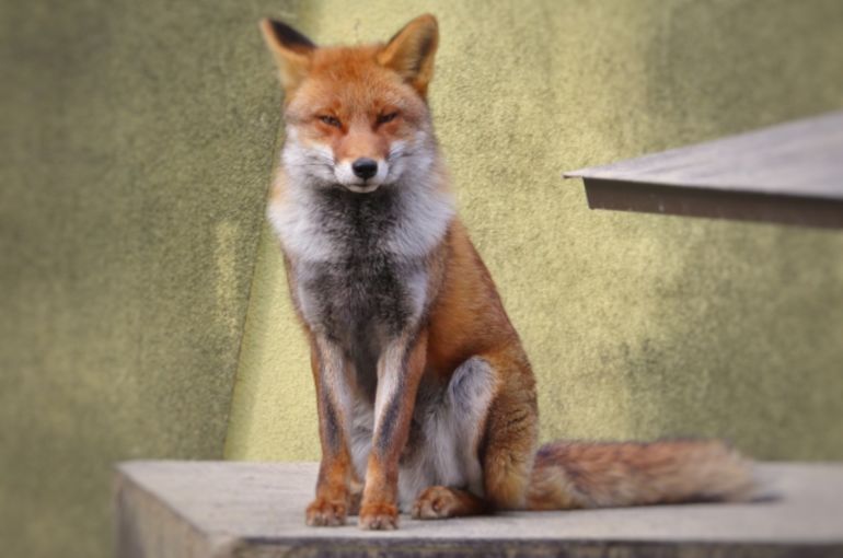 fox