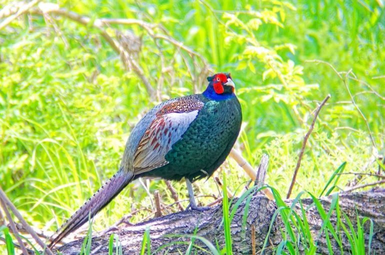 pheasant