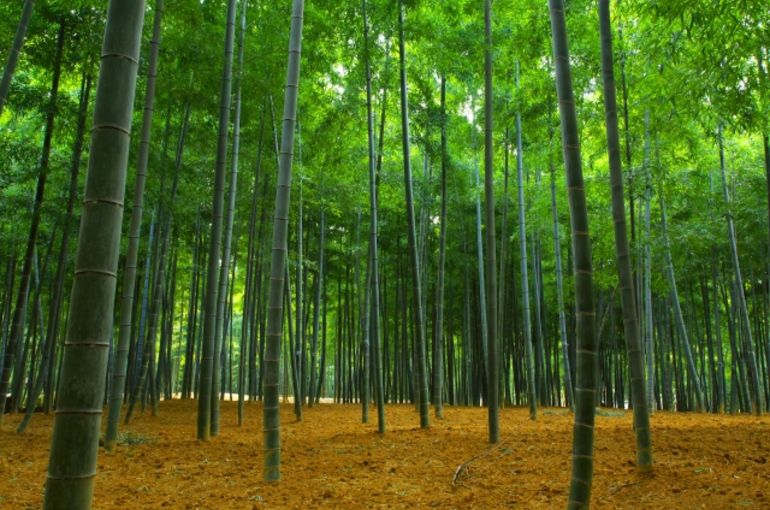 bamboo