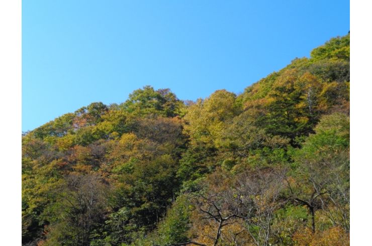 山